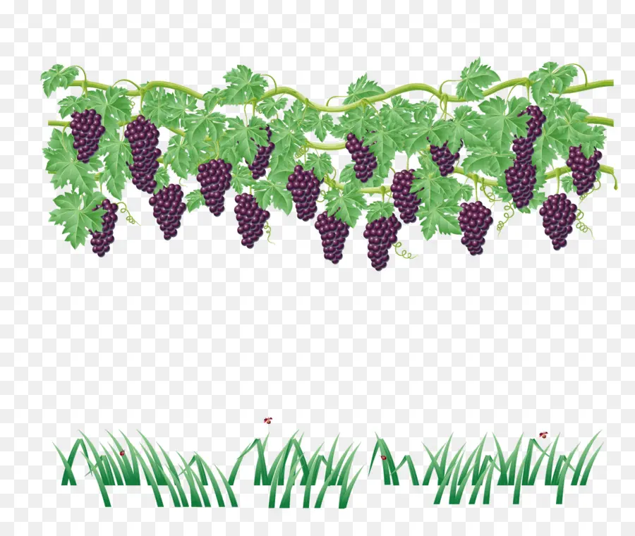 Común De La Uva De La Vid，Vino PNG