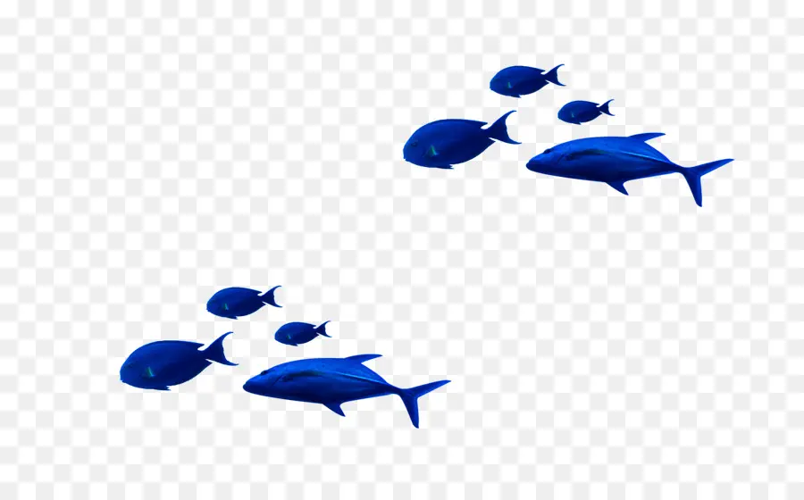 Azul，Peces Tropicales PNG