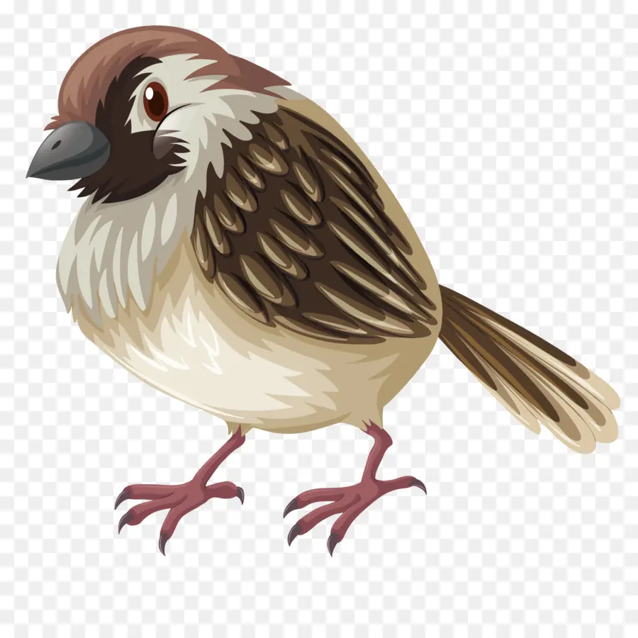 Gorrión，Pájaro Pequeño PNG