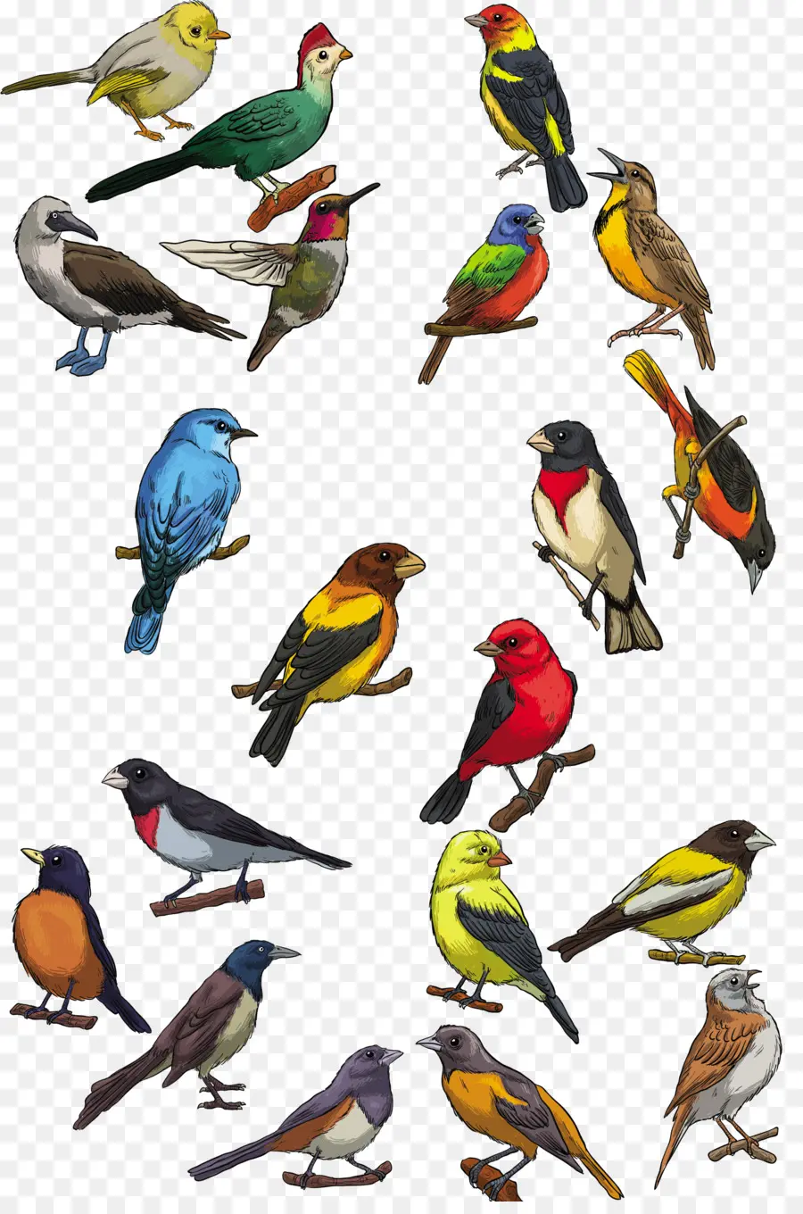 Pájaros Coloridos，Plumas PNG