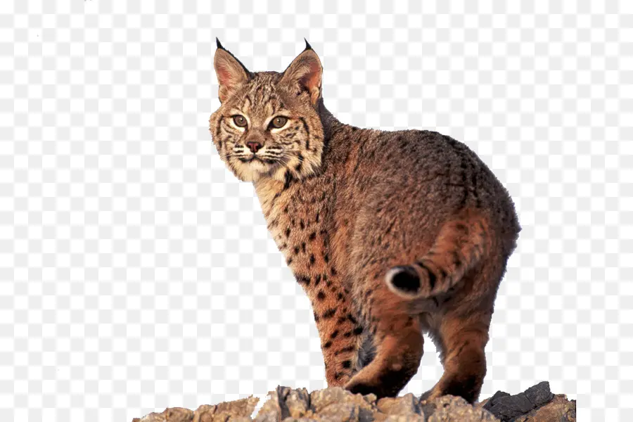 Ocicat，California Spangled PNG