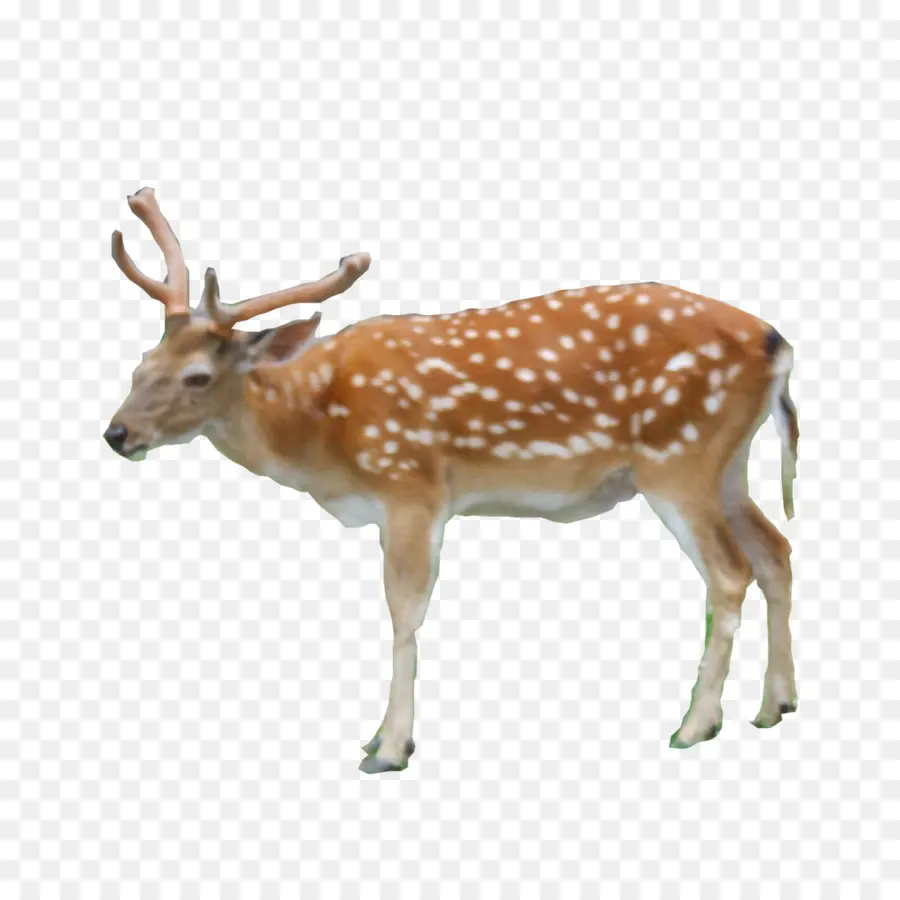 Reindeer，Deer PNG