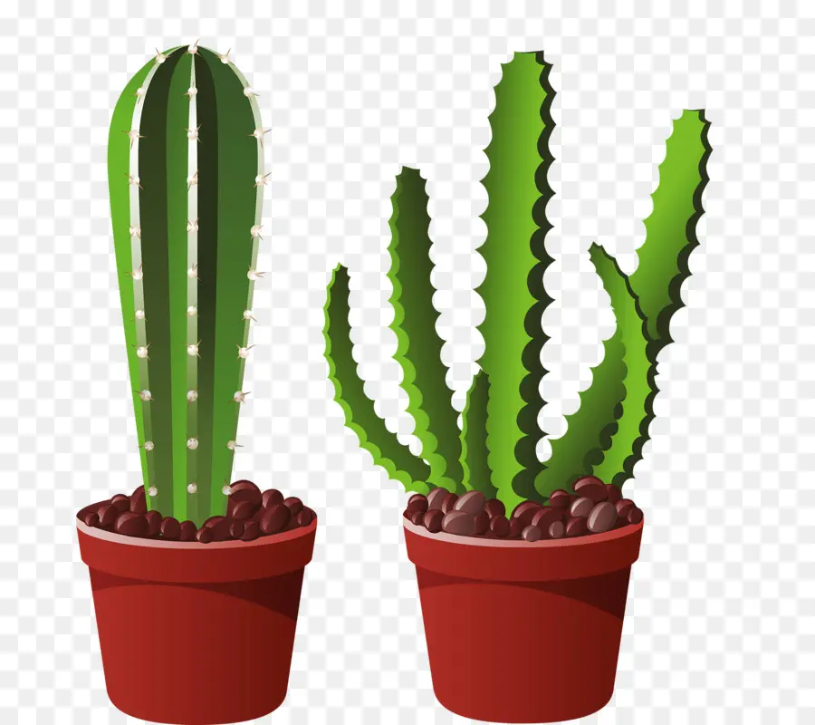 Cactus De San Pedro，Acanthocereus Tetragonus PNG