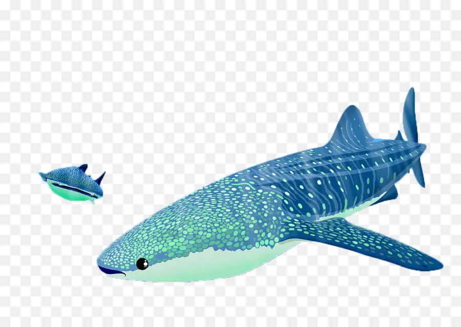 Camiseta，Ballena PNG