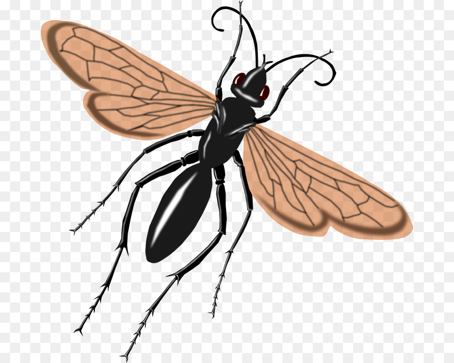 Insecto，Bicho PNG