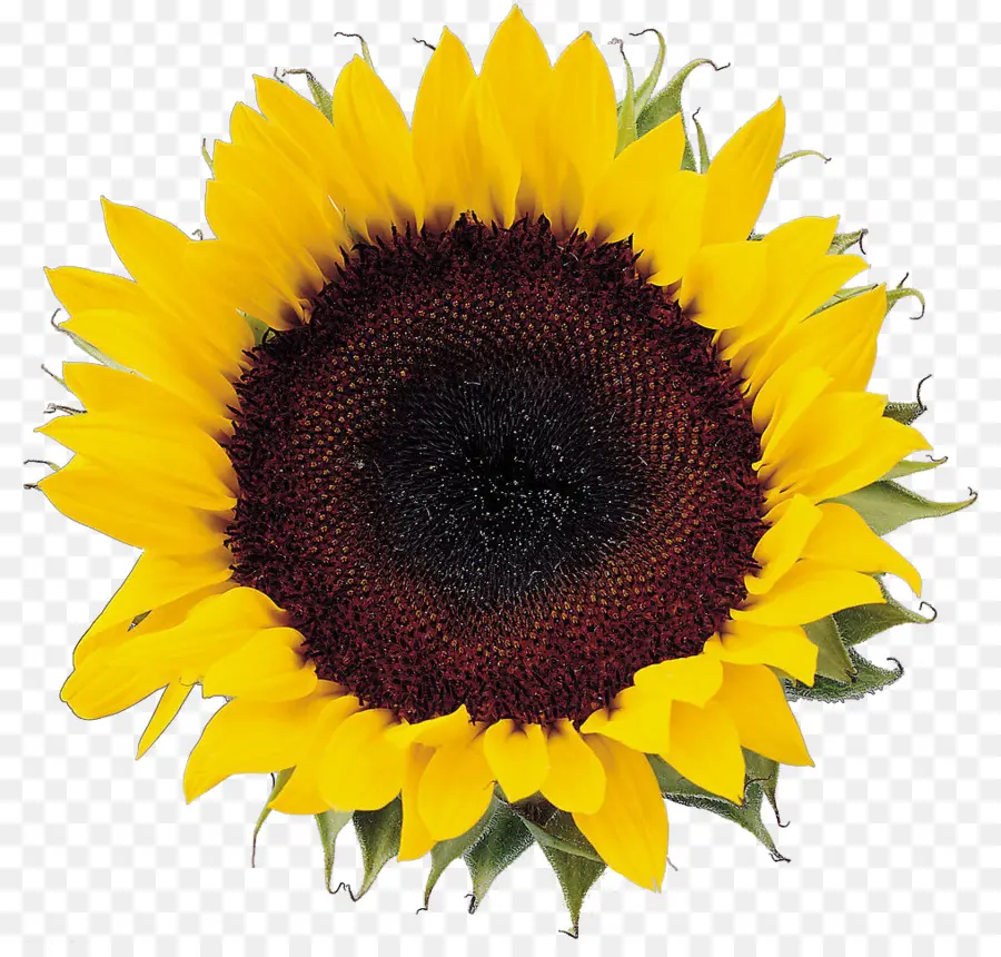 Girasol，Flor PNG