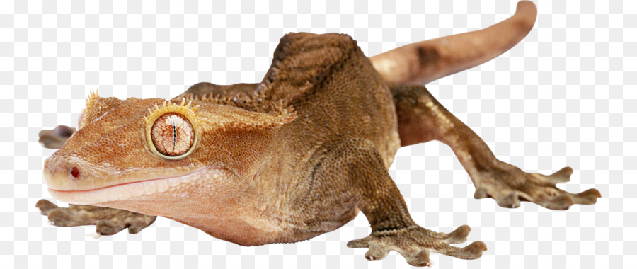 Geco，Lagarto PNG