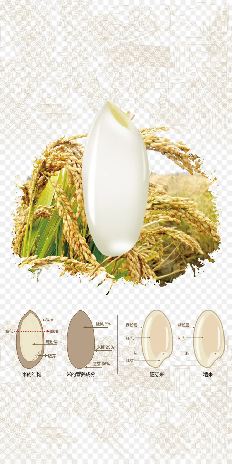 Oryza Sativa，Arroz PNG