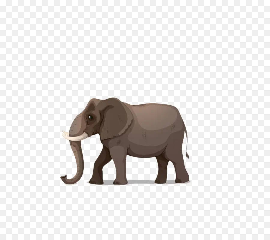 Elefante，Colmillos PNG