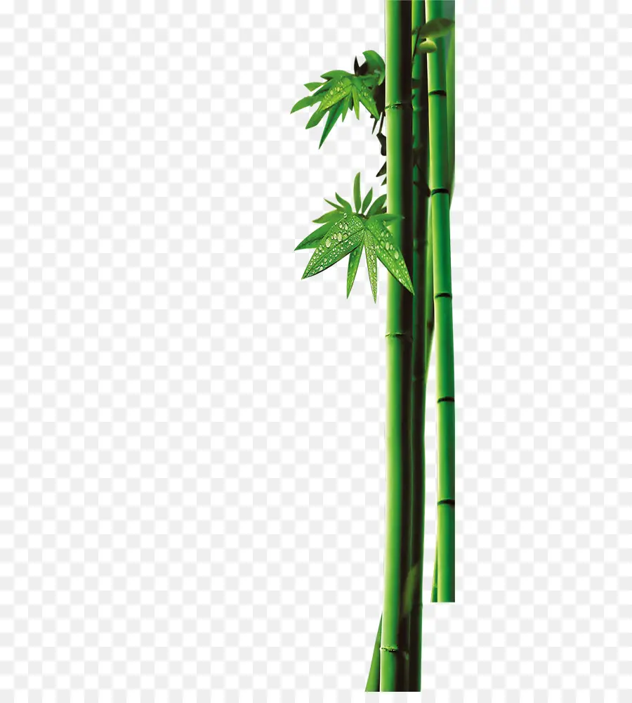 Bambú，Verde PNG