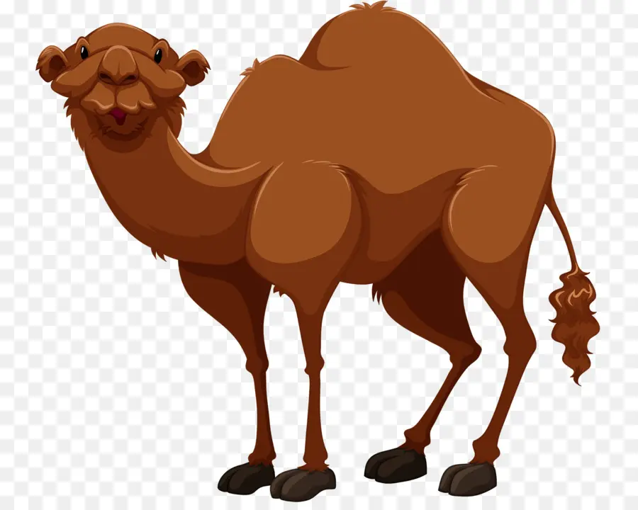Camello Bactriano，De Dibujos Animados PNG