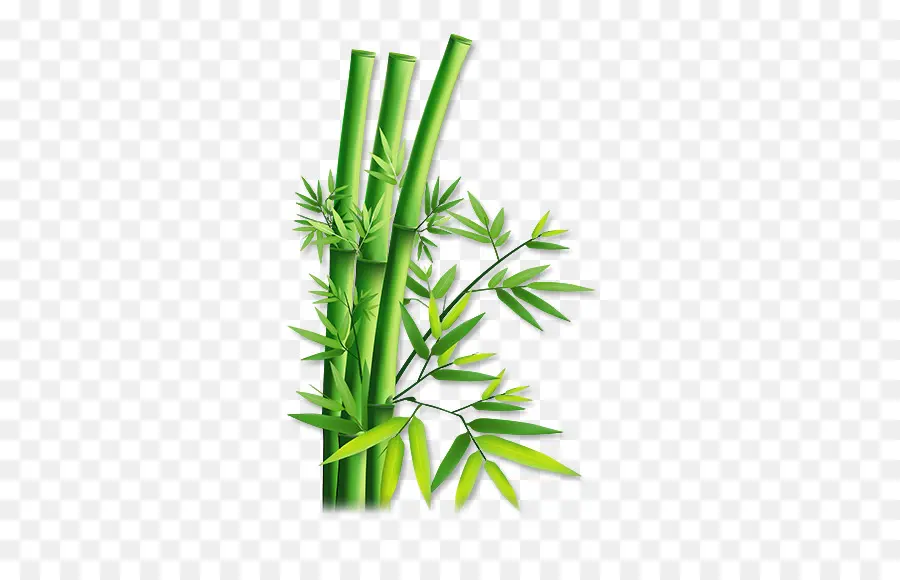 Cáñamo，Bamboo PNG