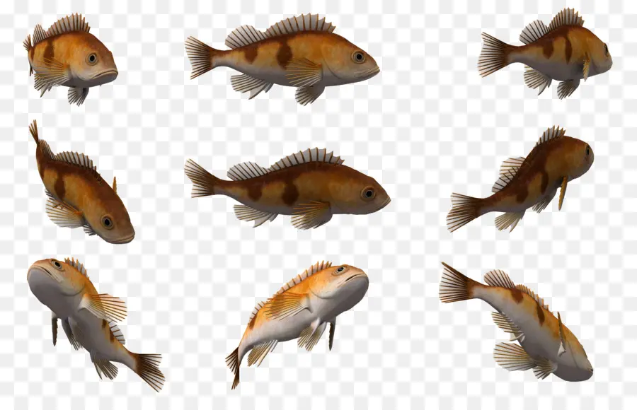 Los Peces，Sepia PNG