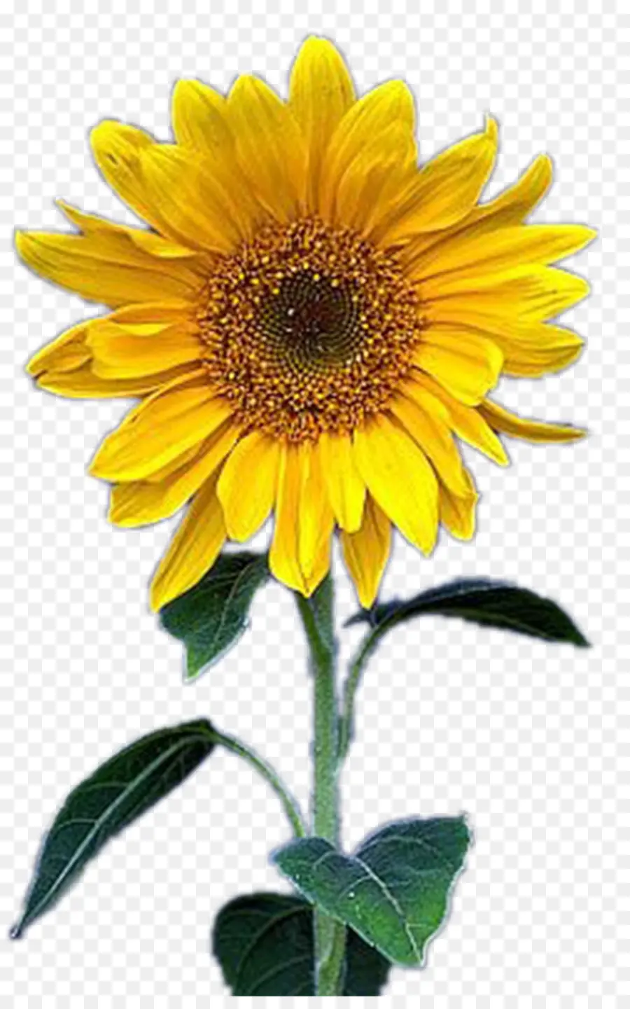 Común De Girasol，Amarillo PNG