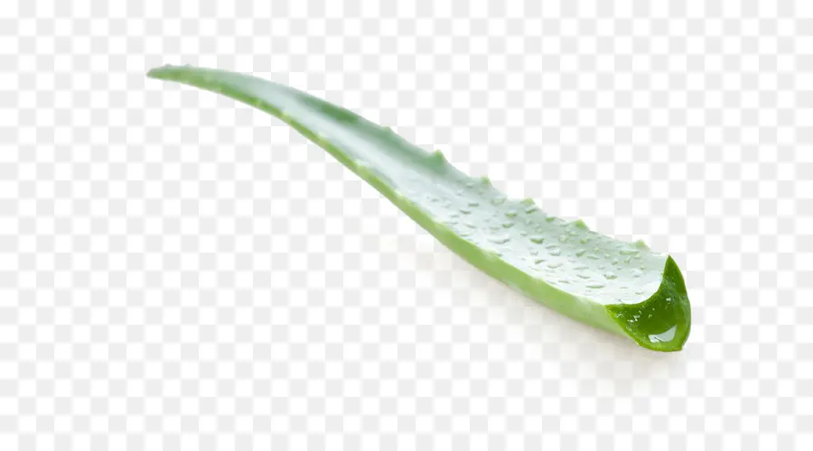 Aloe Vera，Aloe Arborescens PNG