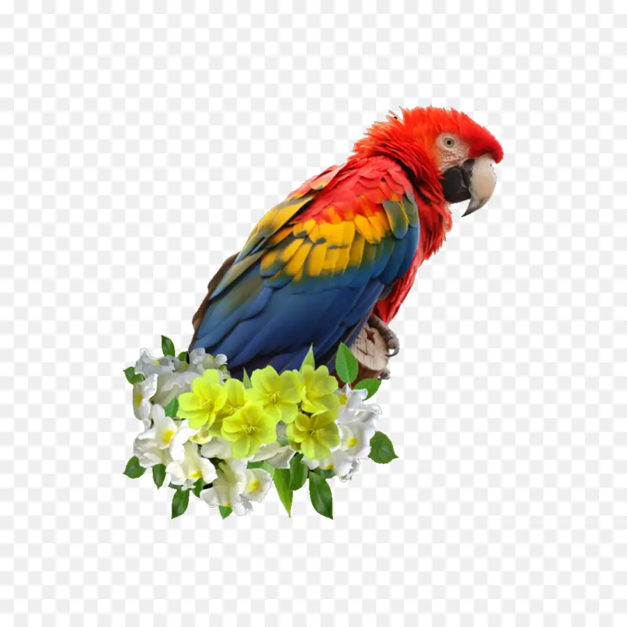 La Guacamaya Roja，Parrot PNG