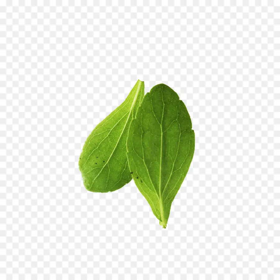 Hoja，Verde PNG