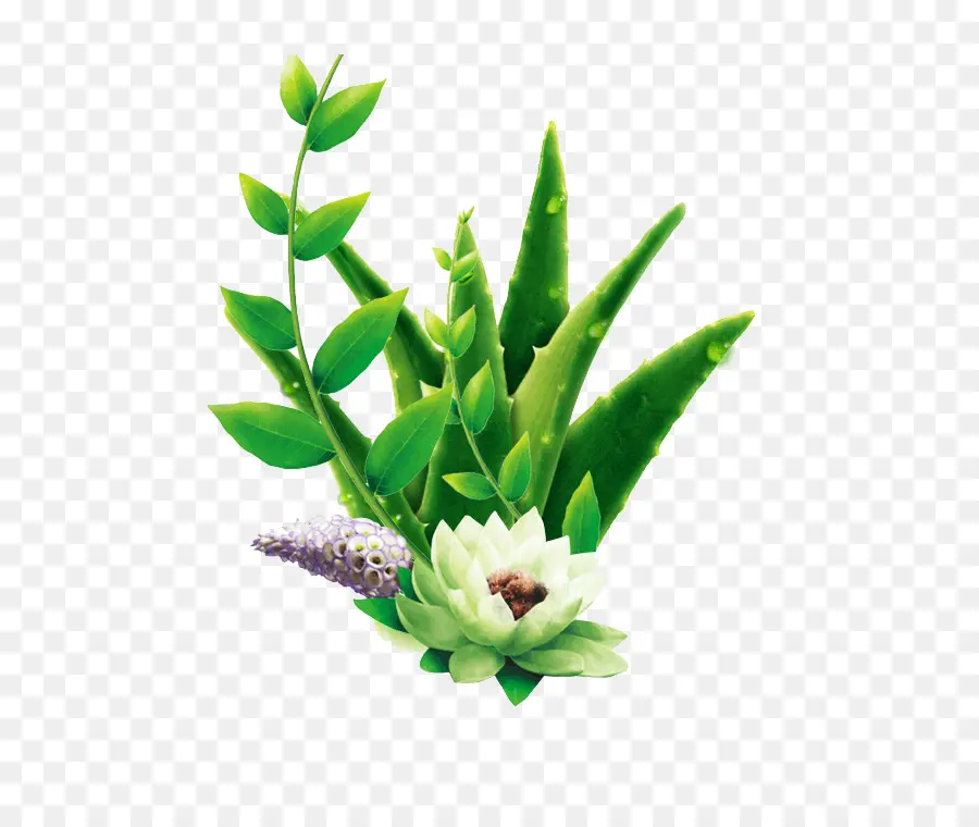 Plantas Suculentas，Verdor PNG