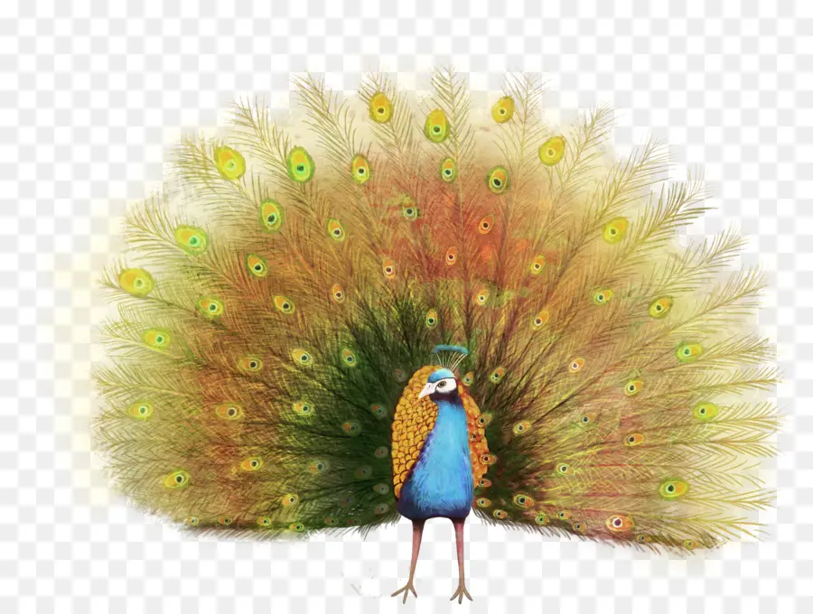 Pavo Real，Papel PNG