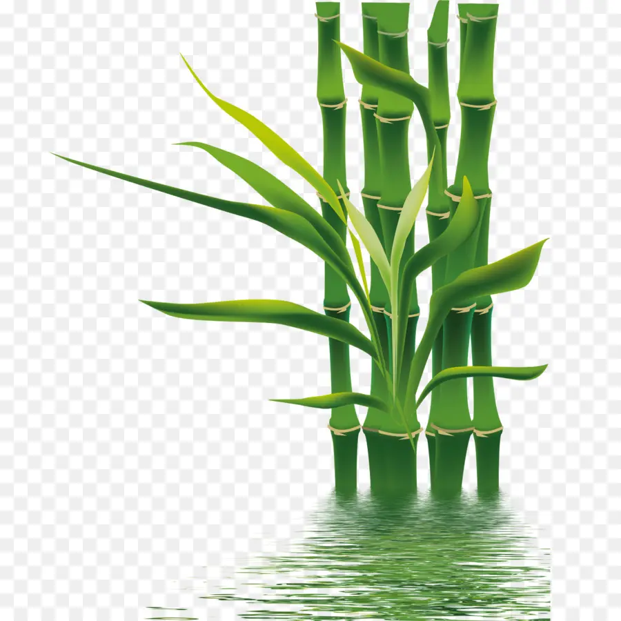 Bambú，Si Le Entregamos PNG