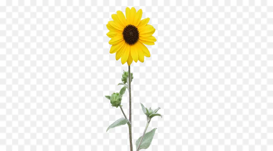 Común De Girasol，Planta PNG