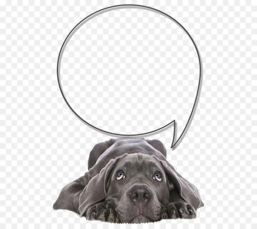 Labrador Retriever，Cane Corso PNG