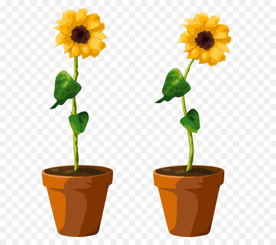 Girasoles，Montones PNG