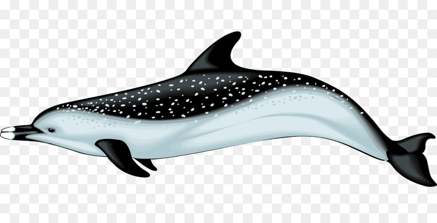 Dolphin，Libre De Contenido PNG