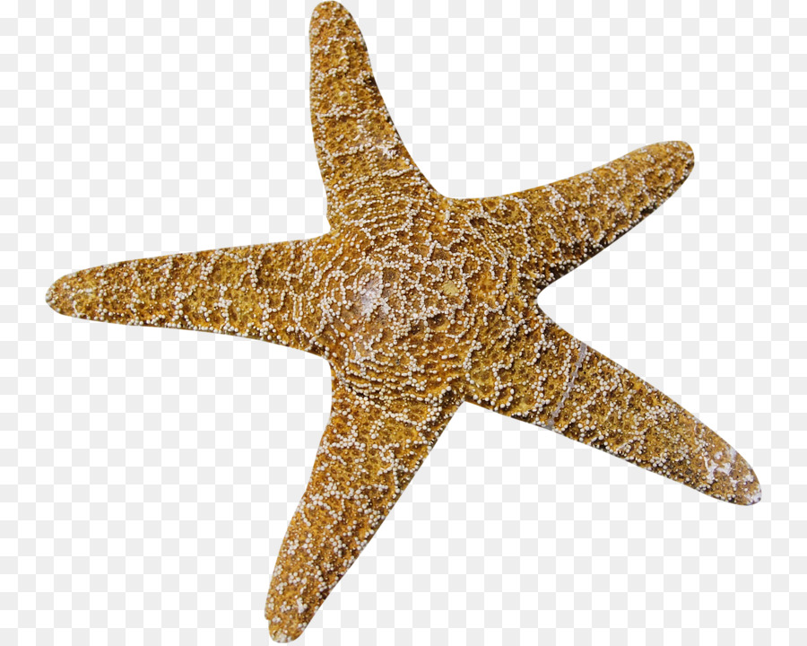 Estrella De Mar，Mar PNG