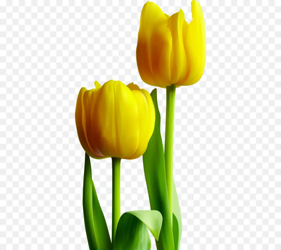 Tulip，Amarillo PNG