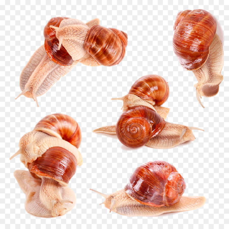 Caracol，Una Fotografía De Stock PNG