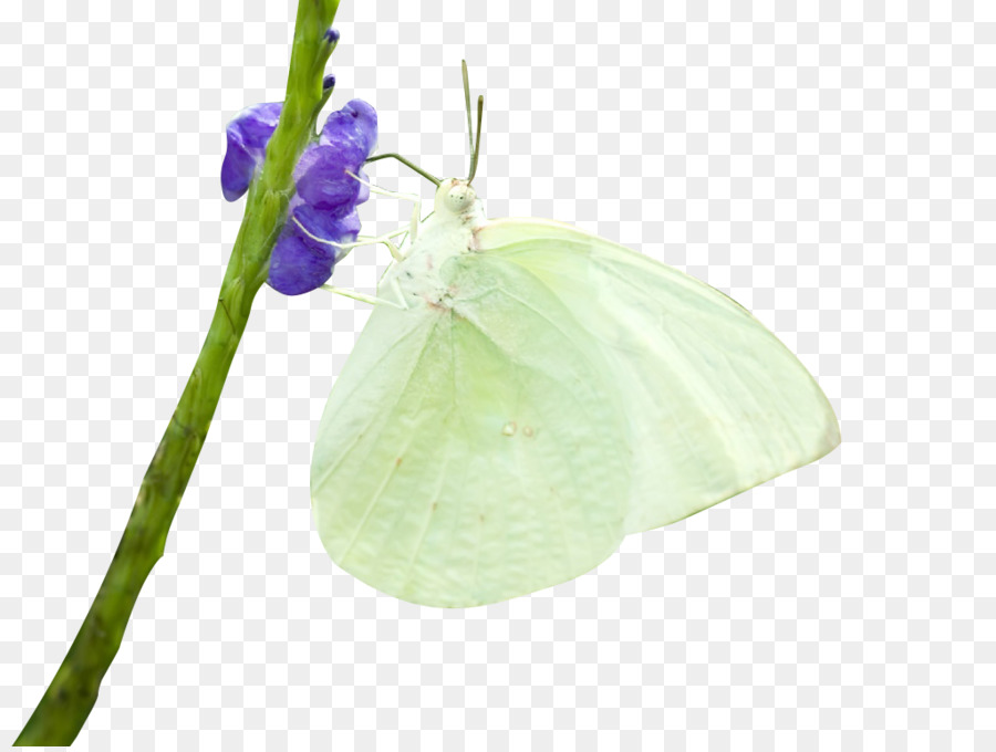 Mariposa，Los Insectos PNG