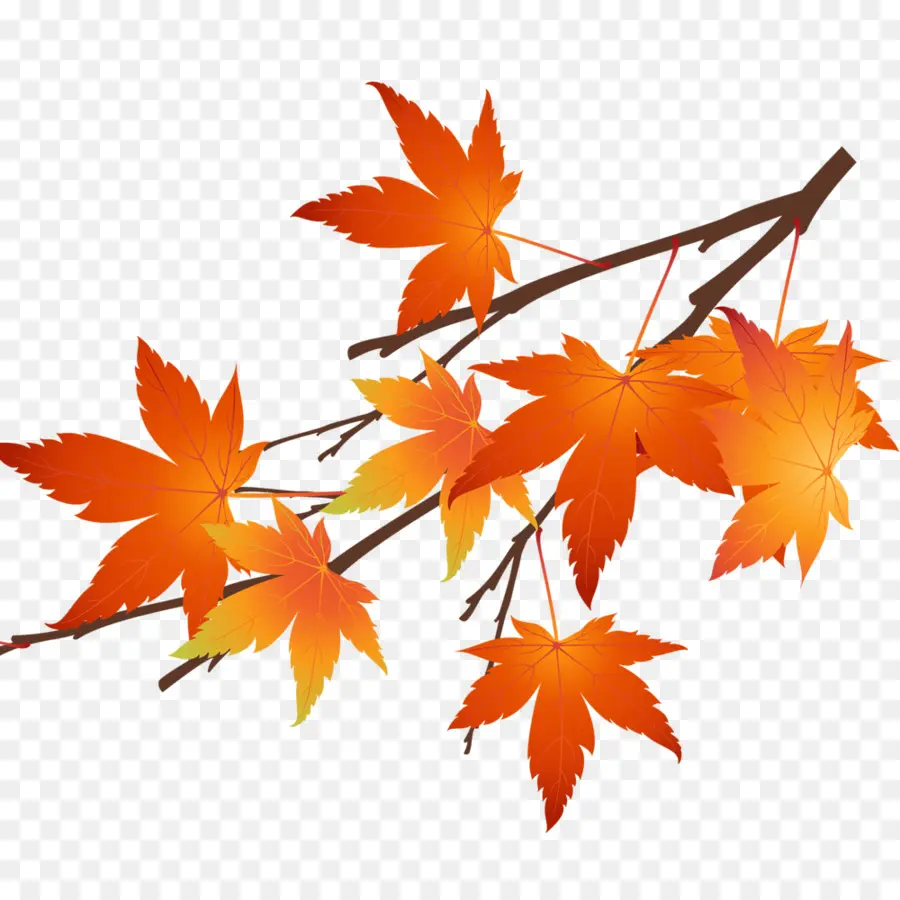 Hojas De Otoño，Árbol PNG