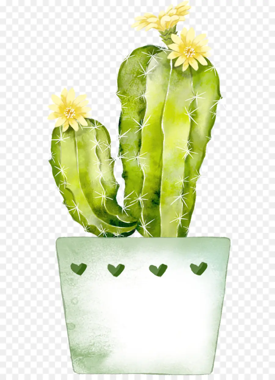 Cactaceae，Pintura A La Acuarela PNG