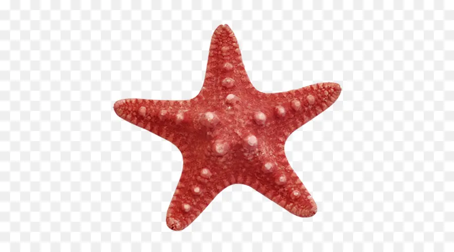 Estrella De Mar，Océano PNG