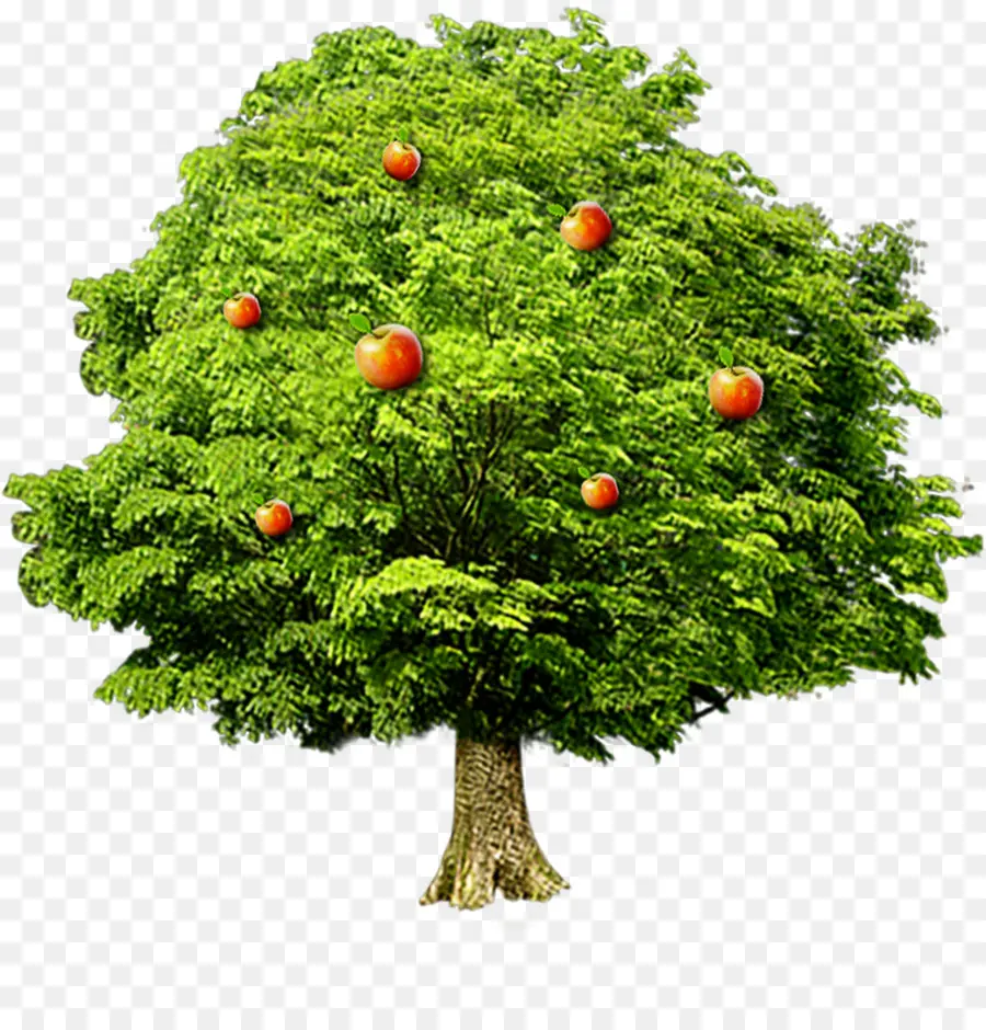 árbol，Árbol De Frutas PNG