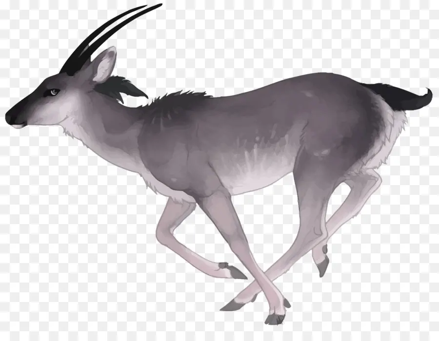 Antílope Corriendo，Antílope PNG