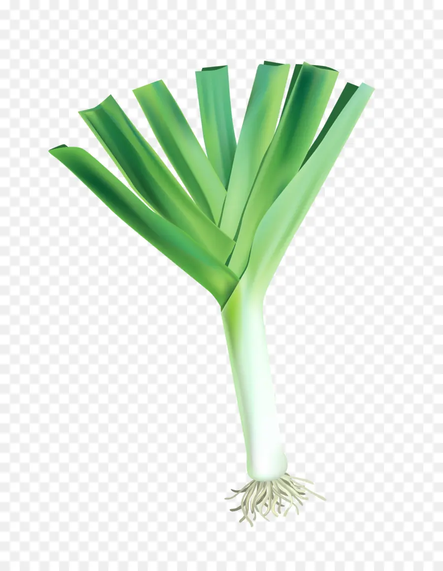 Vegetal，Cebolla PNG