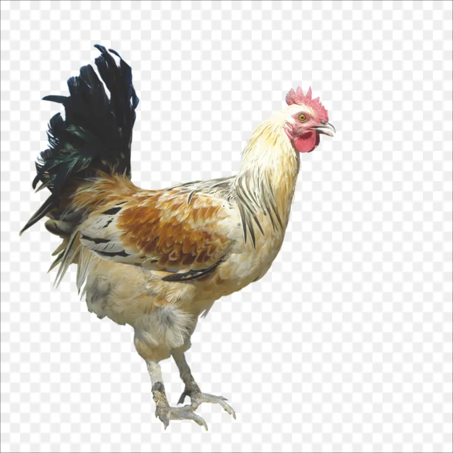 Gallo，Pollo PNG