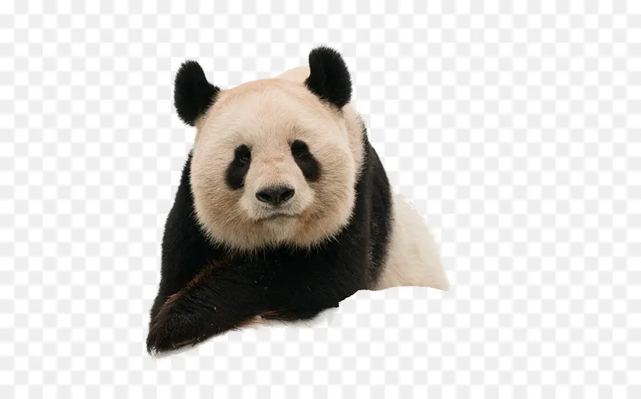 El Panda Gigante，El Panda Rojo PNG