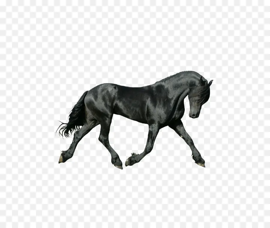 Caballo Negro，Correr PNG