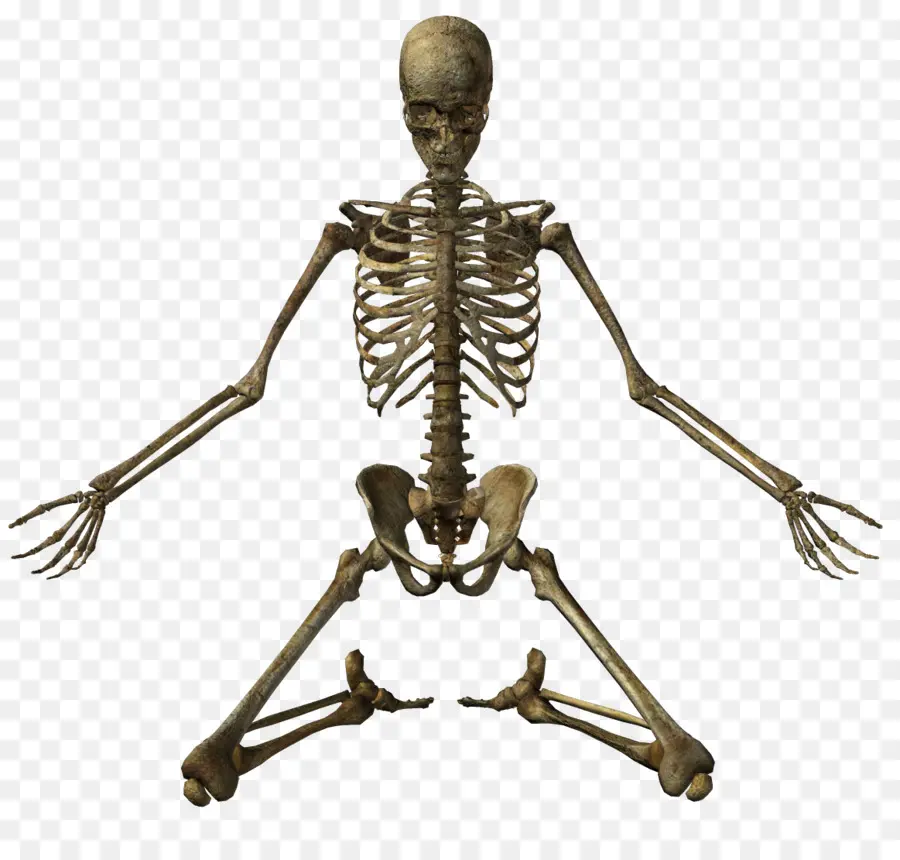 Esqueleto，Hueso PNG