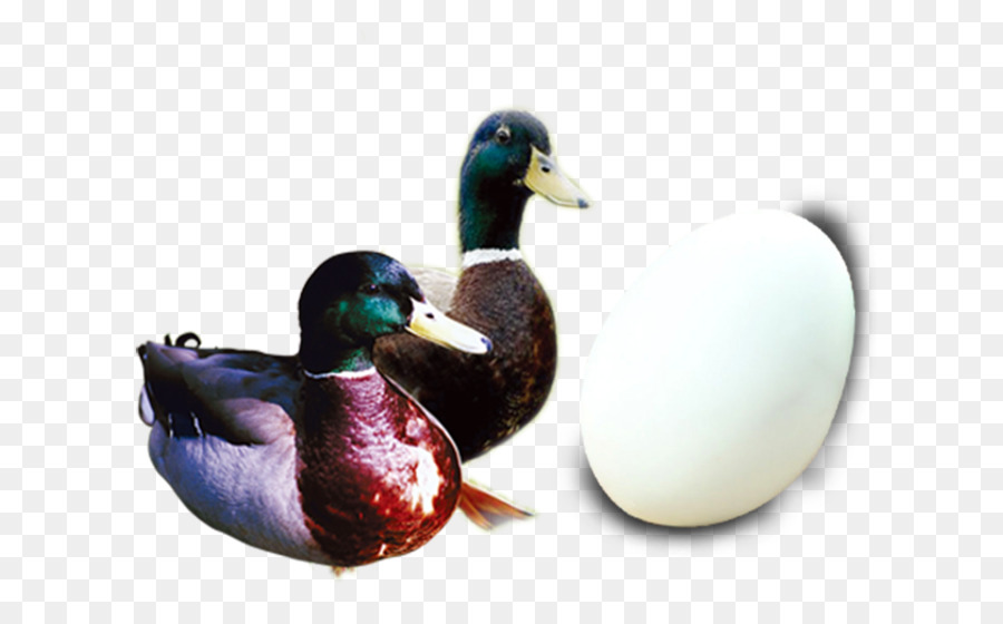 El ánade Real，Pato PNG