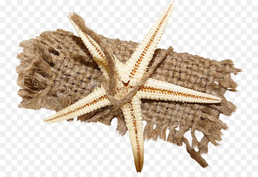 Estrella De Mar，Alfombra PNG