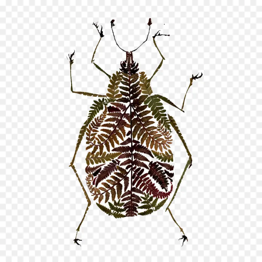 Escarabajo，Fern PNG