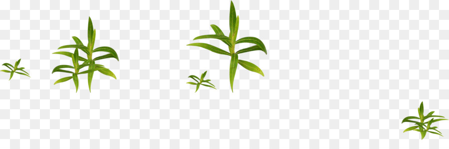 Plantas Verdes，Hojas PNG