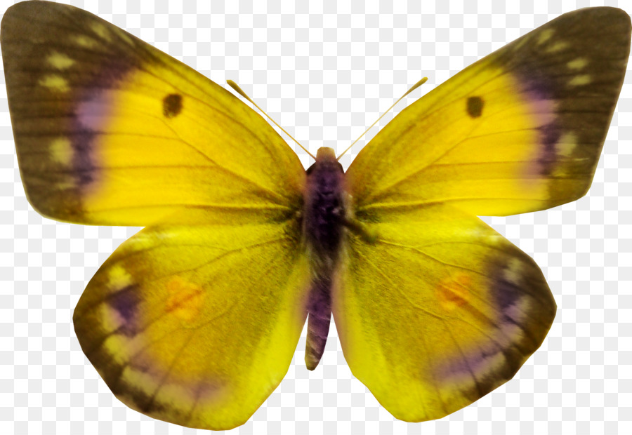 Mariposa Blanca，Alas PNG