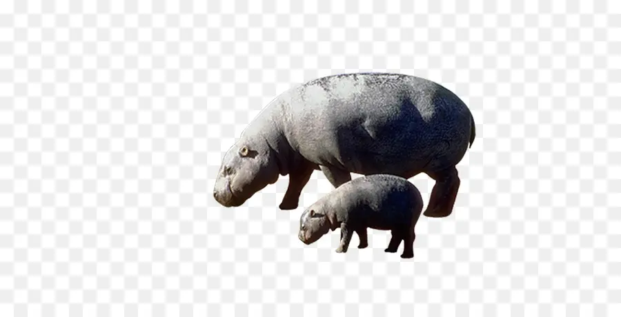 El Hipopótamo Pigmeo，Hipopótamo PNG