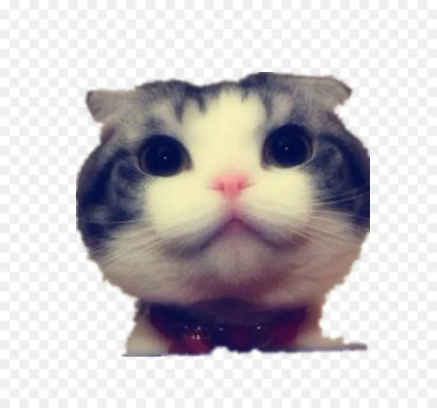 Gato，Gatito PNG