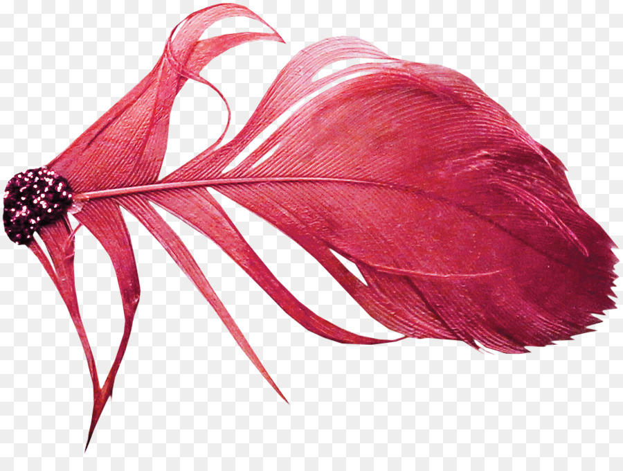 Rojo，Pluma PNG